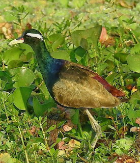 Bronze-winged jacana bird with iridescent plumage standing among green leafy plants