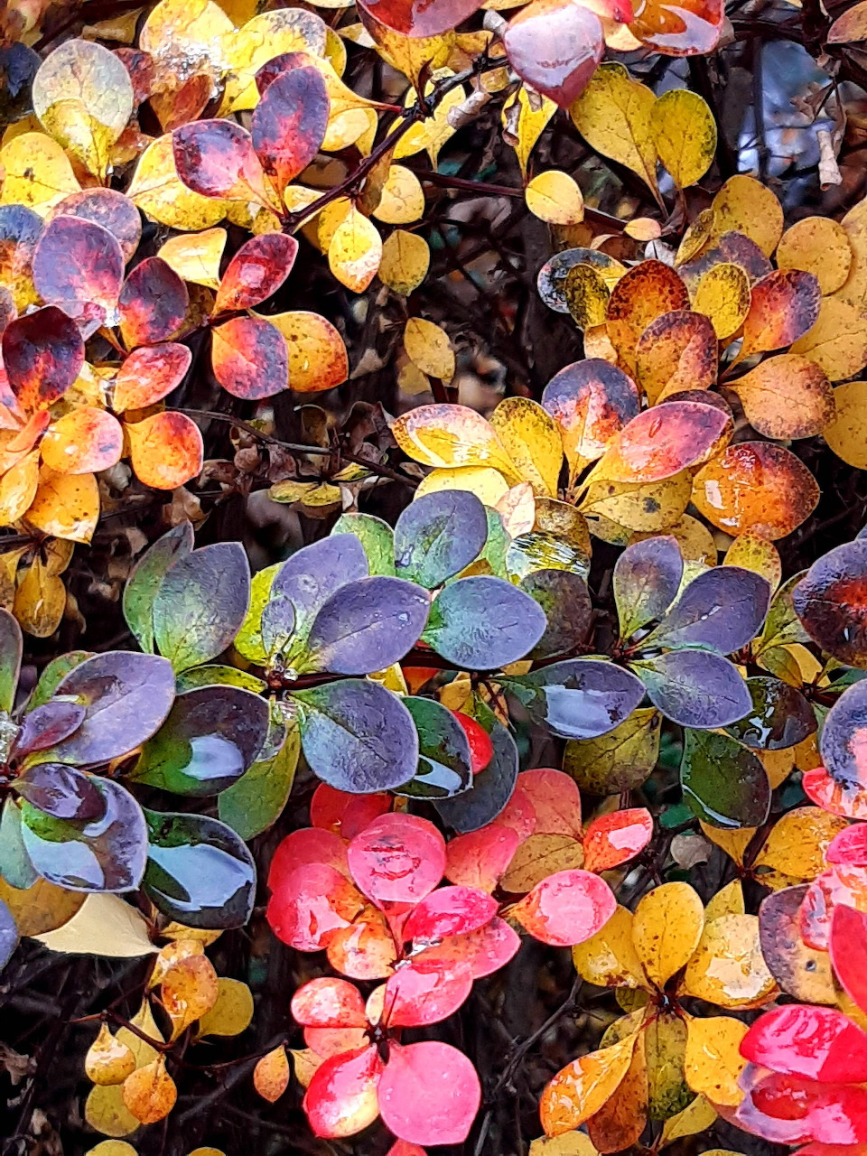 Colorful autumn leaves in yellow, orange, red, and purple on dark ground