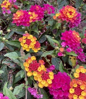 Colorful Lantana Flowers