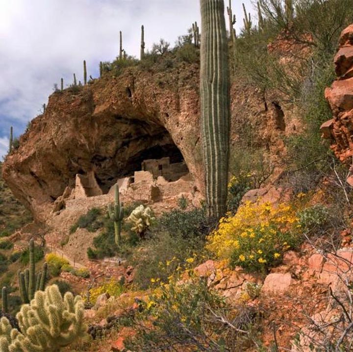 Stone cliff dwellings under a rocky overhang in a desert with saguaro cacti and yellow flowers