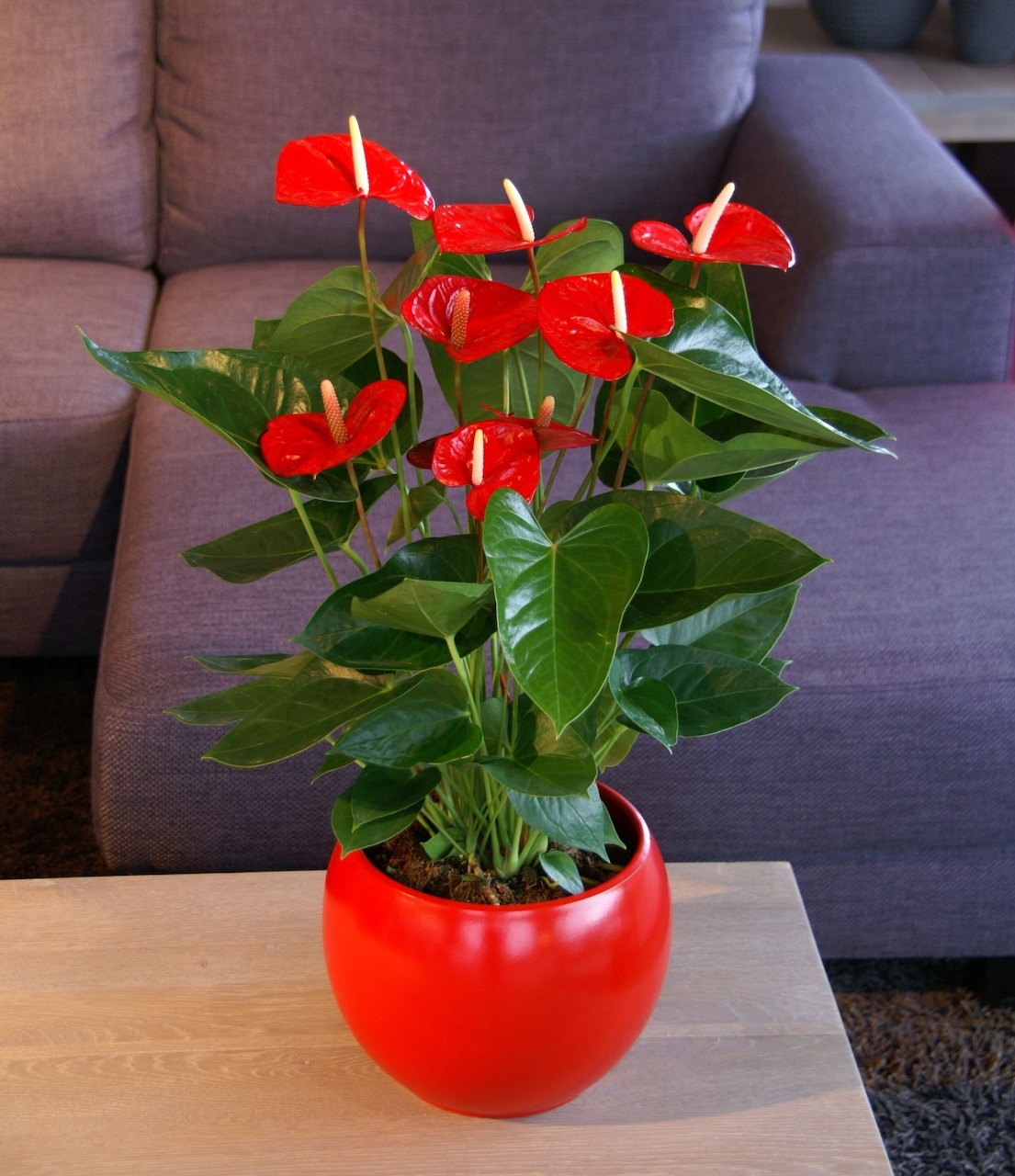 Red Anthurium plant with glossy heart-shaped flowers and green leaves in a red pot