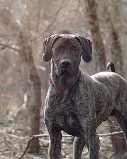 Gray dog with red collar standing in leafy forest clearing