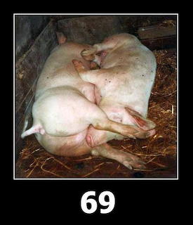 Two pink pigs lying curled together on straw in a barn