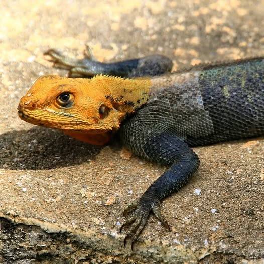 West African rock agama lizard with bright orange head and dark blue-black body on a rock