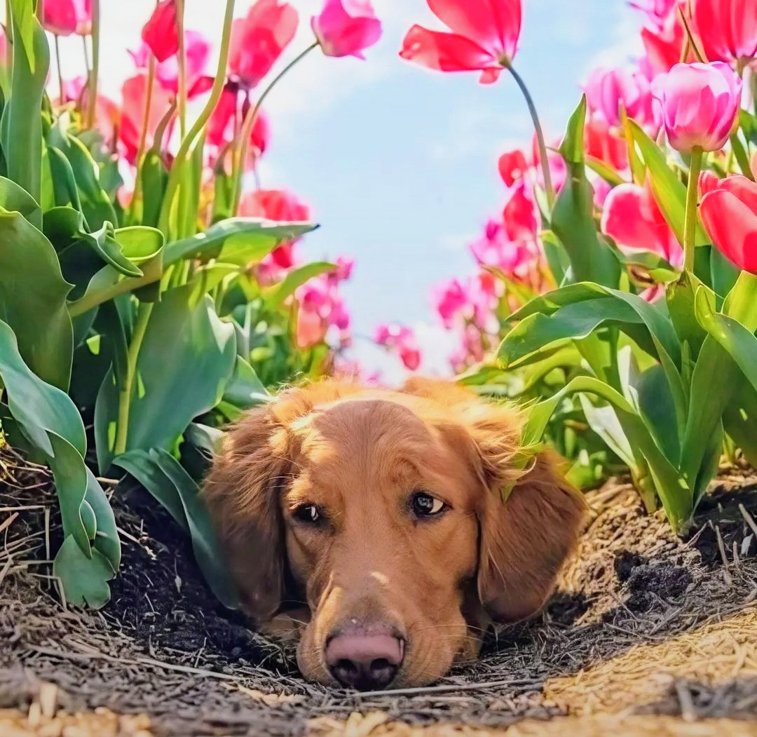 Golden retriever resting on ground surrounded by pink tulips and green leaves