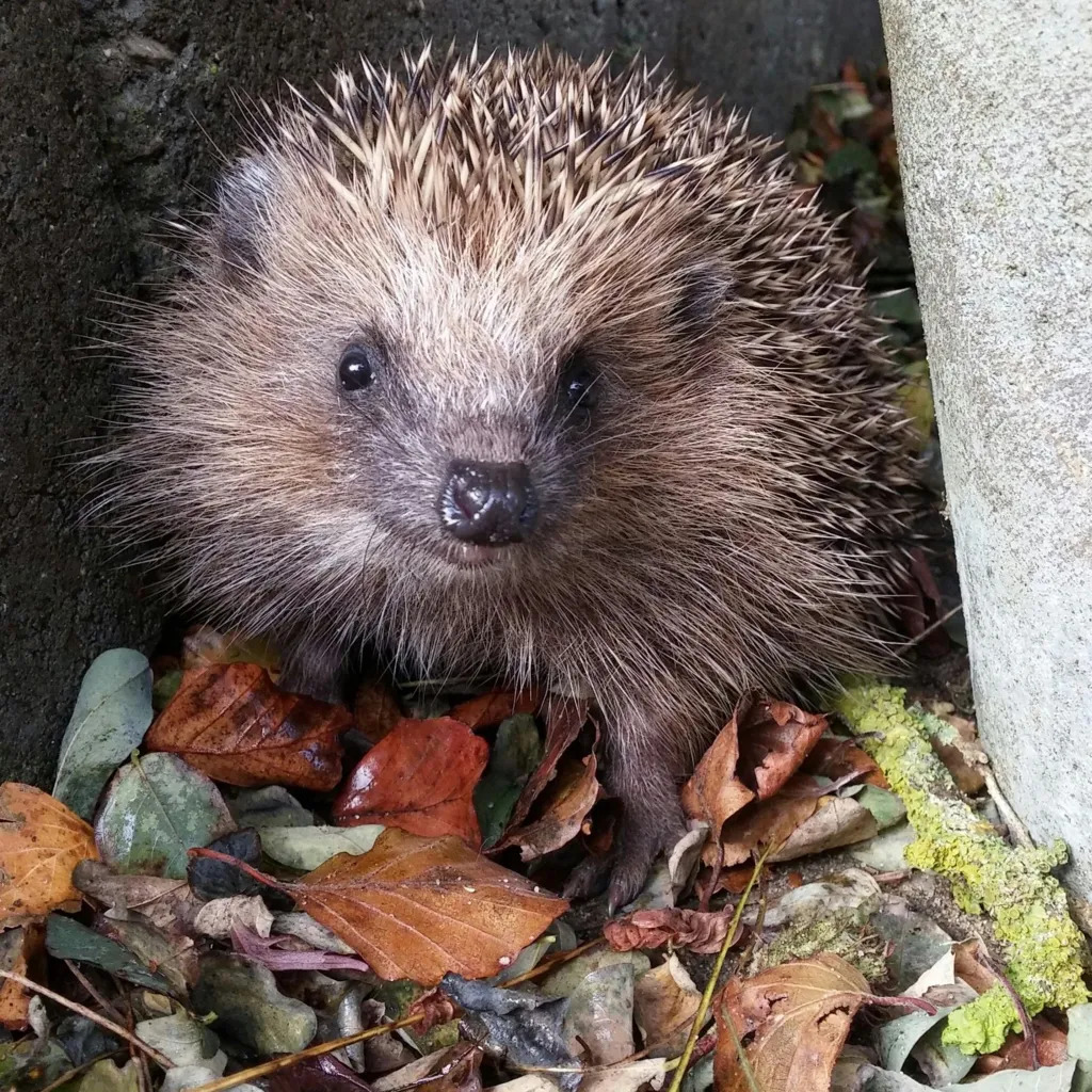 Hedgehog sitting among dry leaves and stones in a narrow gap