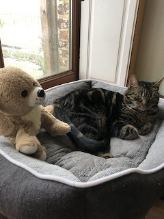 Tabby cat sleeping in a grey pet bed beside a plush teddy bear near a window