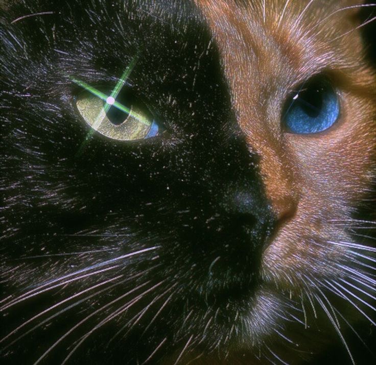 Close-up of a split-face cat with one green eye and one blue eye
