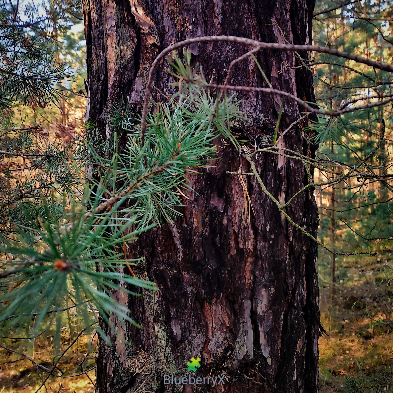 Close-up of a pine tree trunk and green needles in a forest