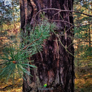 Pine Tree Trunk