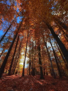 Looking up at tall autumn trees with orange and red leaves against a blue sky