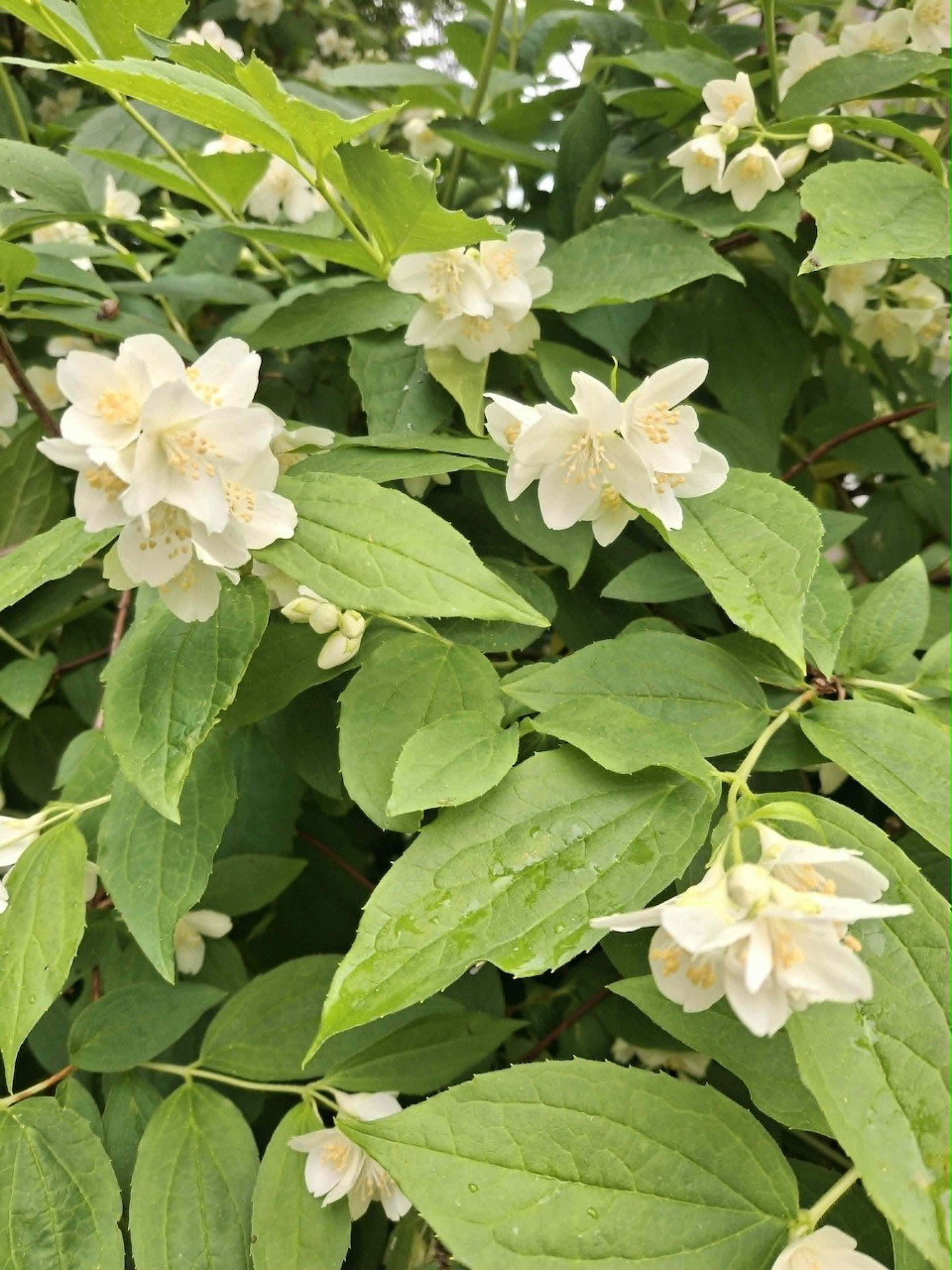 Philadelphus Flowers
