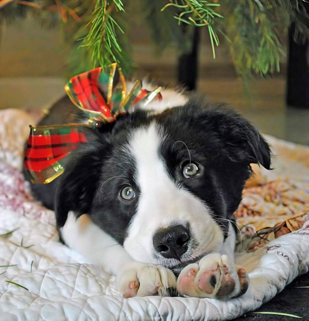 Black and white Border Collie puppy with red plaid bow lying under a Christmas tree on a quilt