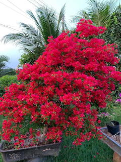Large red bougainvillea bush covered in vibrant flowers in a garden with palm trees behind