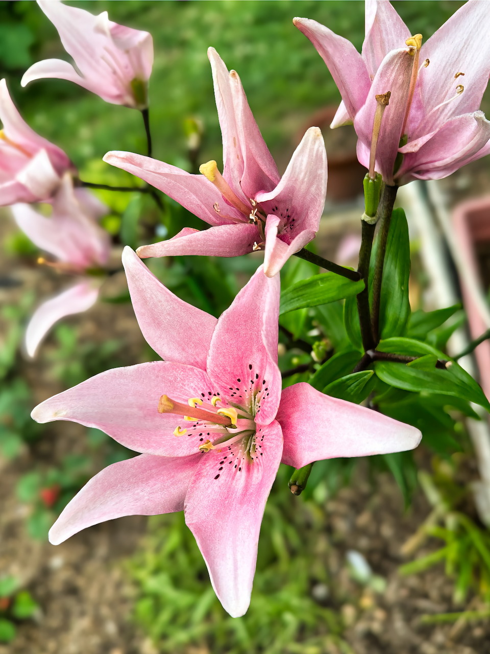 Close-up of several pink lily flowers with green stems and leaves outdoors