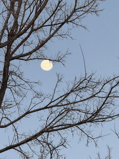 Full moon in a pale blue sky with bare tree branches in the foreground