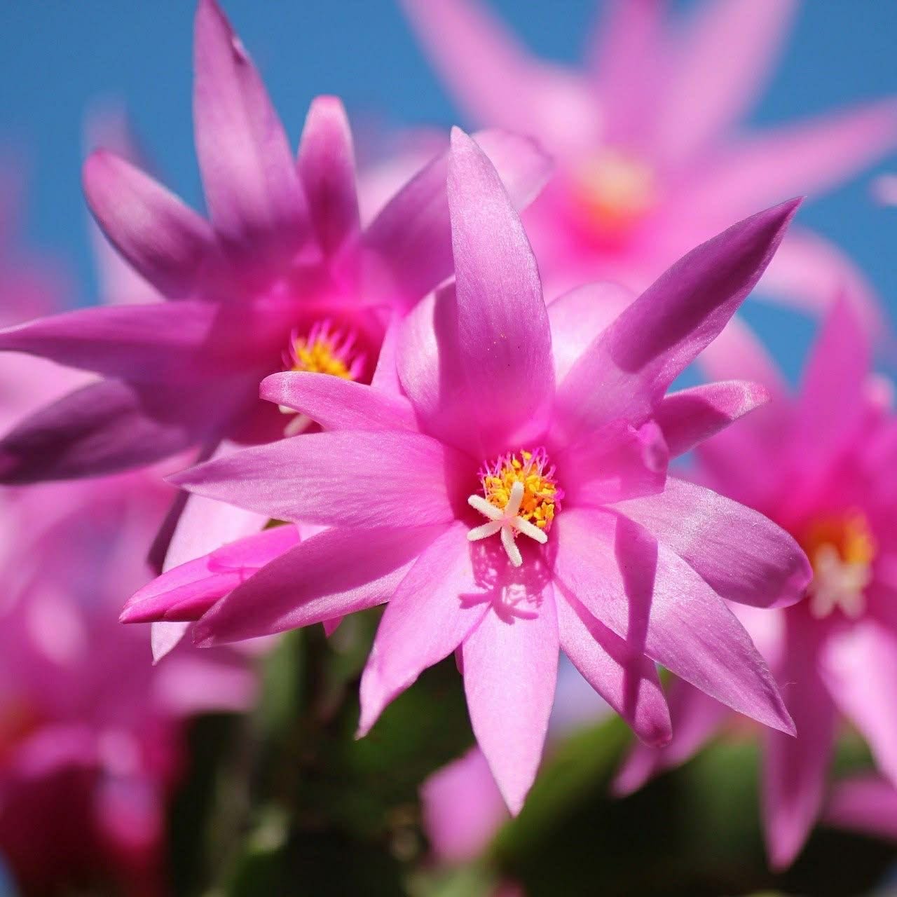 Bright pink Christmas cactus flowers with yellow centers blooming against blue sky