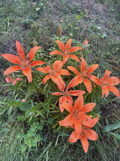 Cluster of bright orange lily flowers with dark spots bloming among green leaves and grass