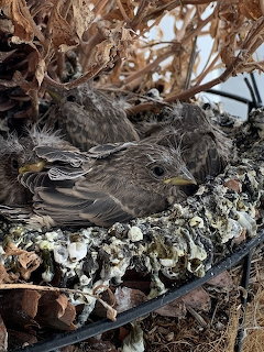 Close-up of baby house finches huddled together in a nest-like planter among dried twigs