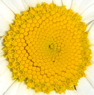 Macro view of bright yellow marguerite daisy center with white petals