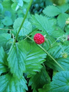 Close-up of a small red wild strawberry nestled among green leaves outdoors