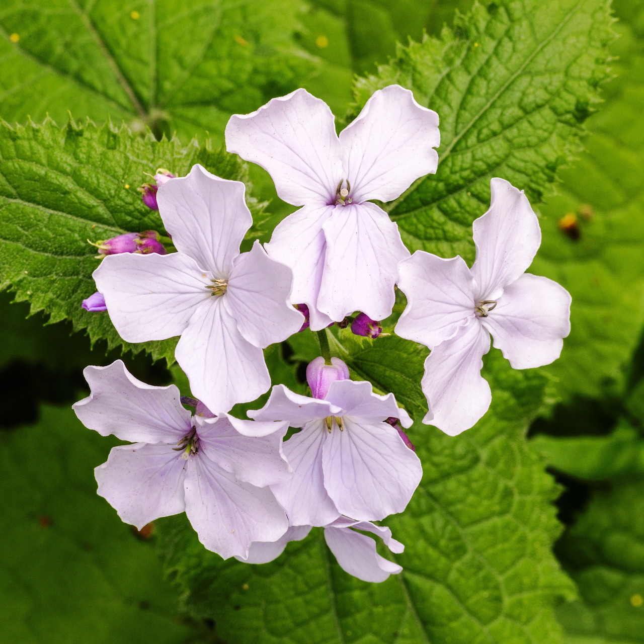 Close-up of pale purple lunaria flowers with large green leaves