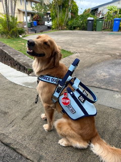 Golden retriever in blue service vest sitting on street curb in residential neighborhood