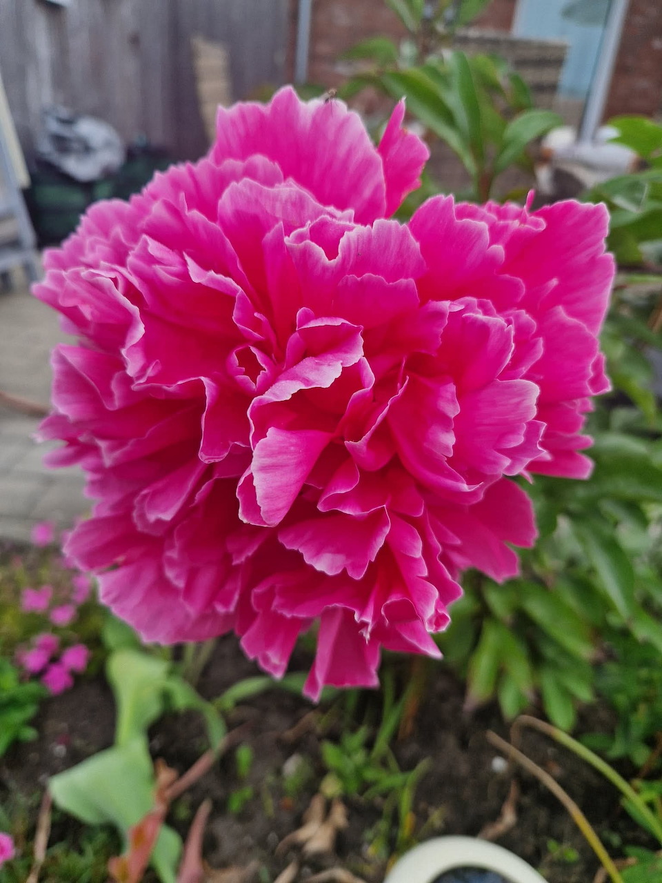 Large bright pink peony flower with layered ruffled petals in a garden
