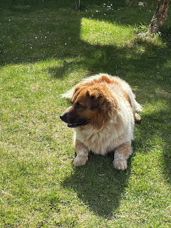 Fluffy Dog on Grass