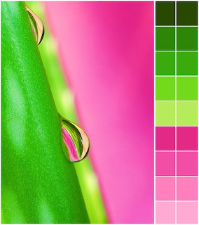 Green leaf with water drops on pink background with color swatches