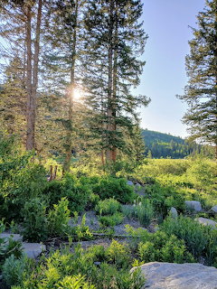 Sunlight shining through tall pine trees over a green mountain meadow with rocks and vegetation