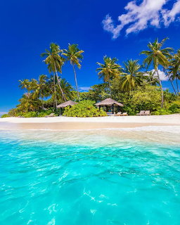 Tropical Beach Palm Trees