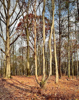 Tall bare trees in autumn forest with brown fallen leaves on the ground and blue sky above