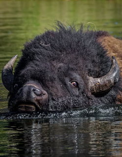 Close-up of a buffalo swimming with its head and horns above the water