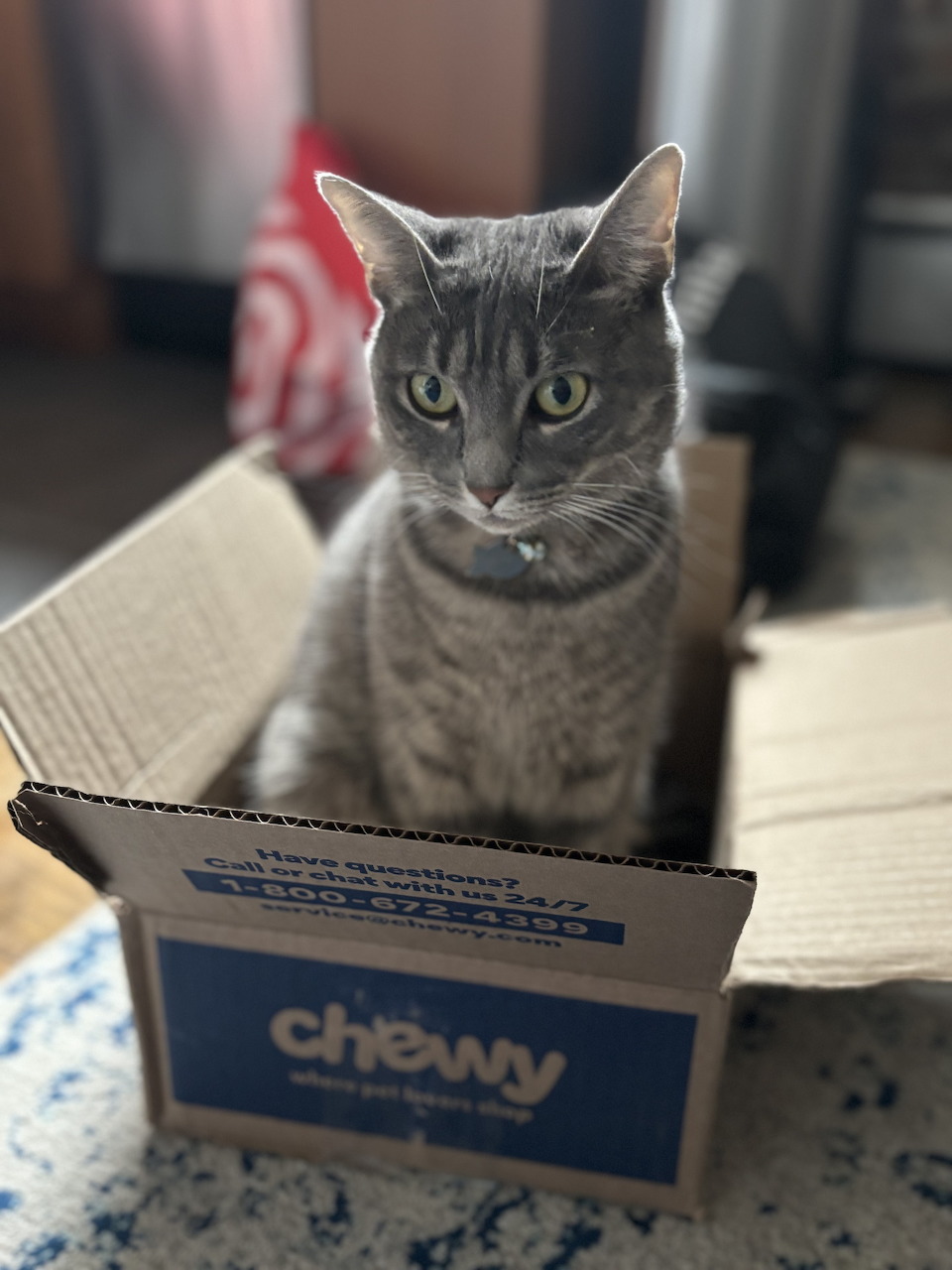Gray Cat in Cardboard Box