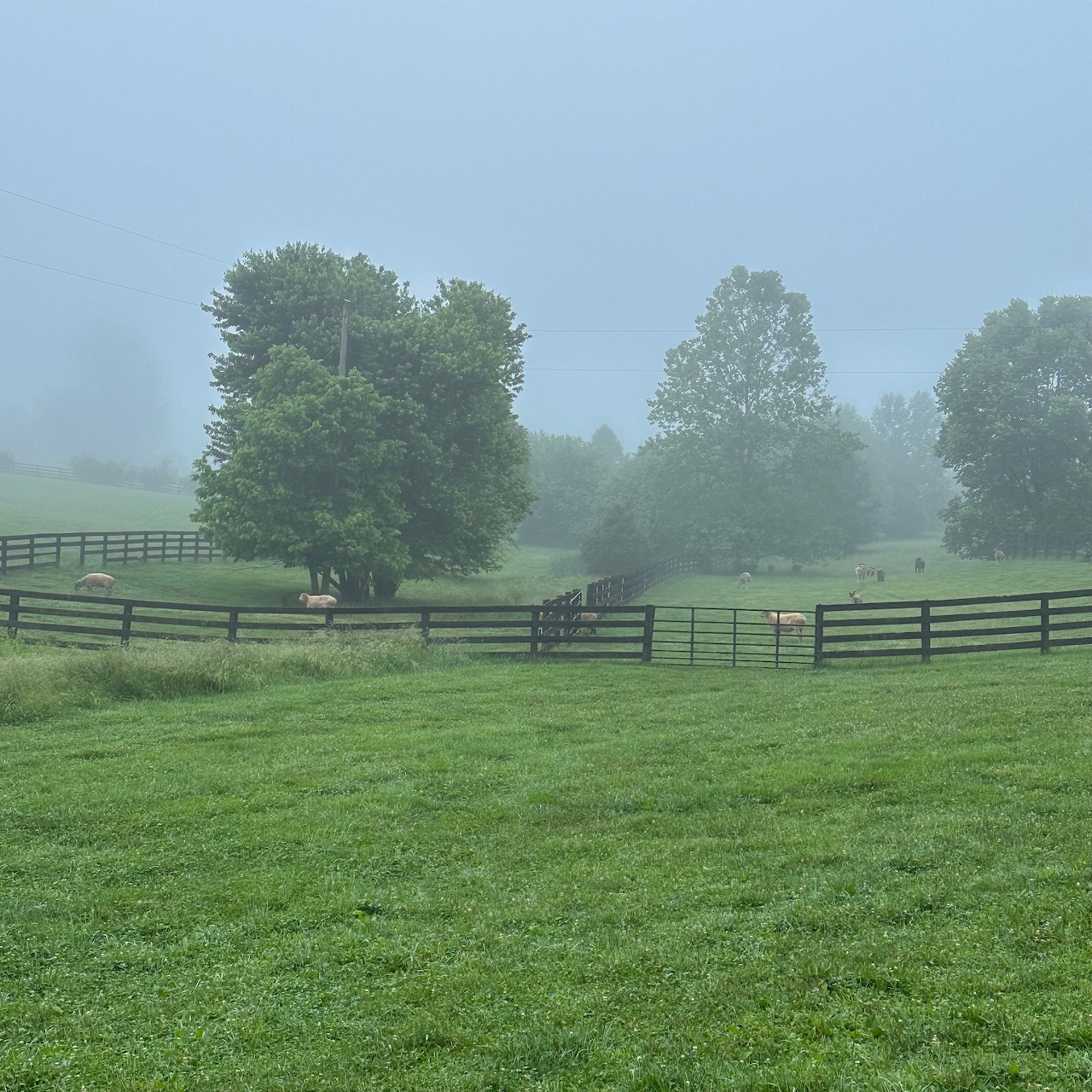 Green pasture with wooden fences and trees in thick fog