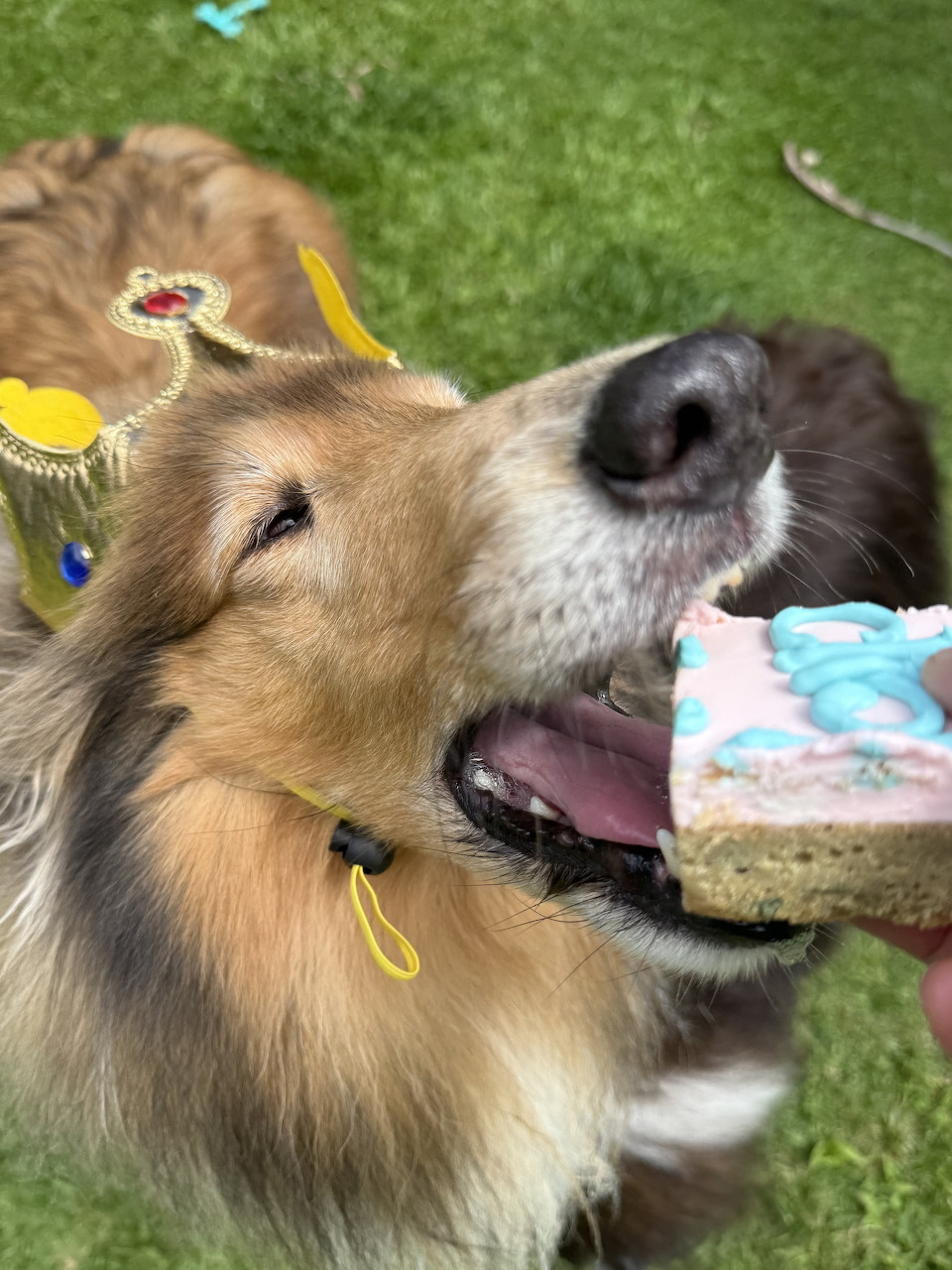 Collie dog on grass eating a slice of pink and blue frosted cake
