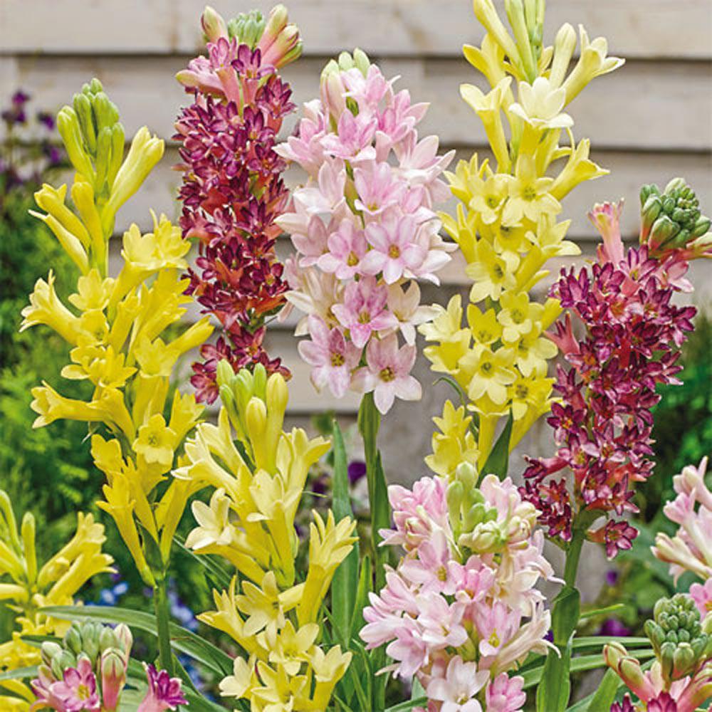 Pink, yellow, and white tuberose flowers blooming in garden with wooden fence