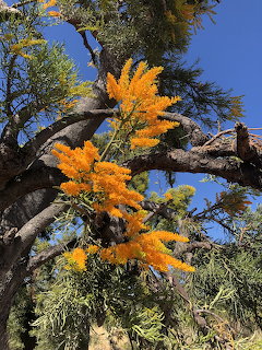 Western Australia Christmas Tree