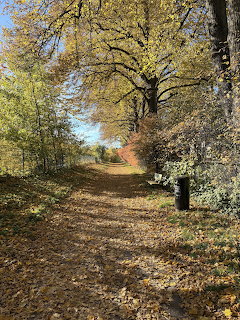 Dirt path covered in fallen leaves lined by trees with yellow and orange autumn foliage