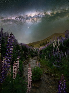 Milky Way over a mountain meadow with a stream and purple lupine flowers at night