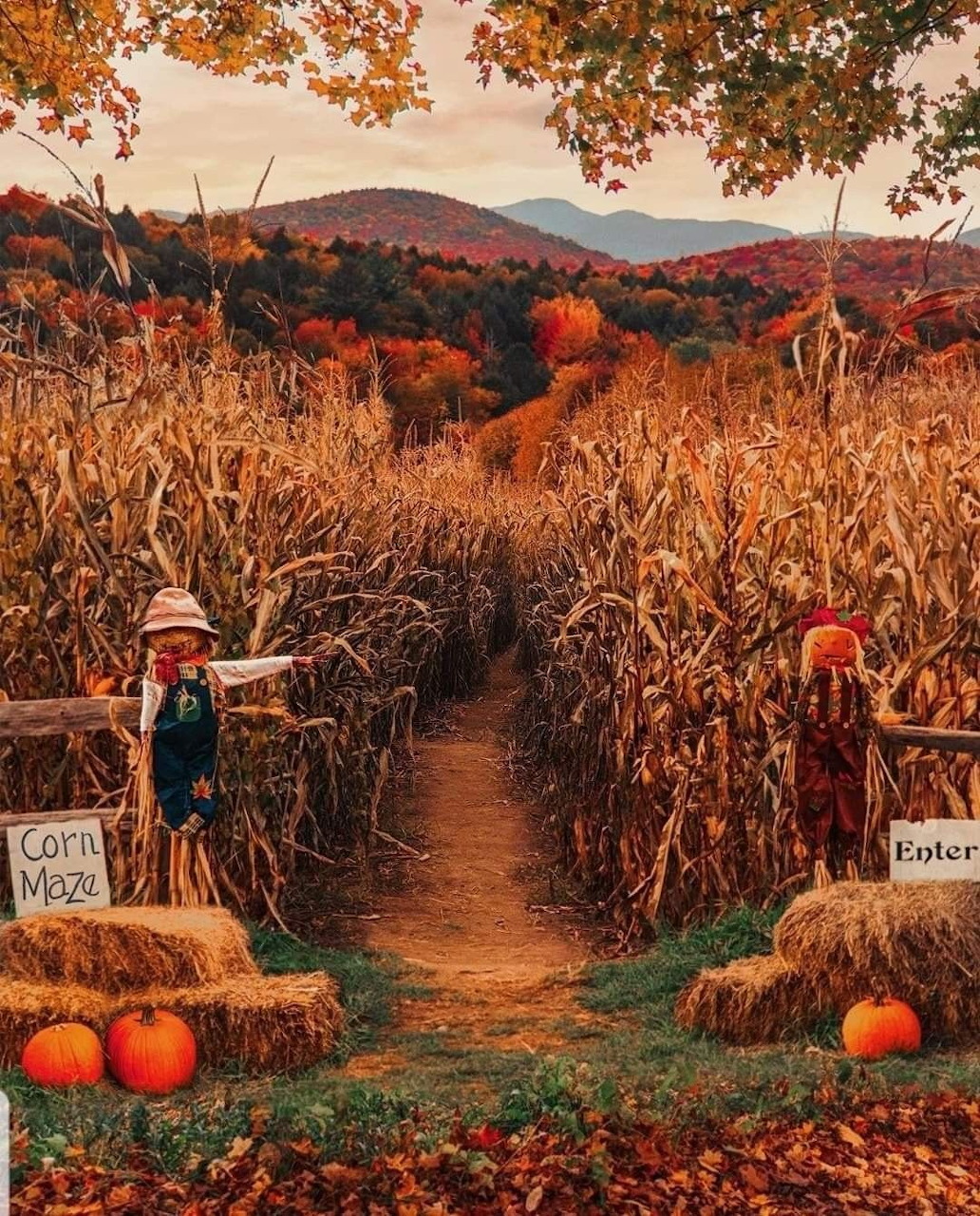 Corn maze entrance with pumpkins and hay bales surrounded by autumn trees