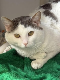 White and gray tabby cat with yellow-green eyes lying on green fuzzy blanket