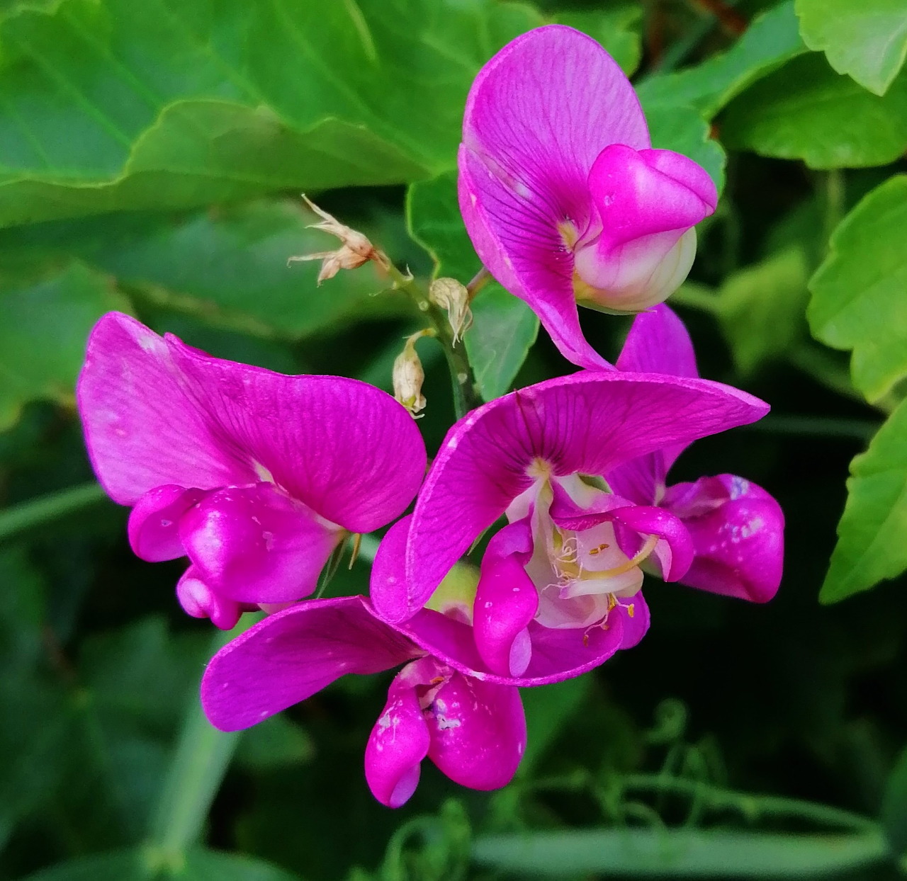Close-up of bright pink sweet pea flowers with green foliage in the background