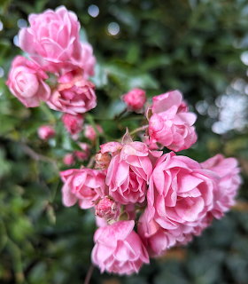 Close-up of pink roses blooming on a bush with green foliage in the background