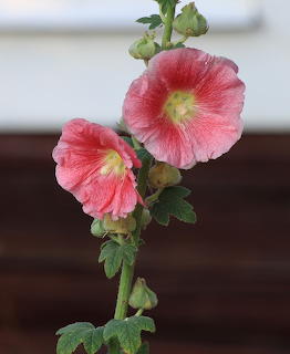 Close-up of two pink hollyhock flowers on a tall green stem