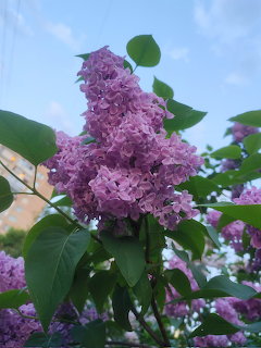 Purple lilac flower cluster with green leaves against a blue sky