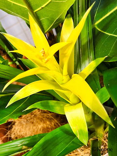 Yellow Guzmania Flower