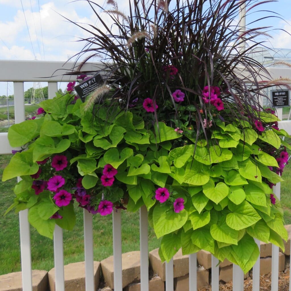Hanging basket with green sweet potato vine, purple petunias, and dark grass on a white fence