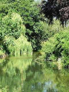 Calm green river surrounded by weping willows and dense trees with reflections in the water